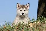 ALASKAN MALAMUTE 225